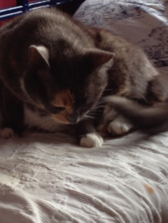 Blomma i ligger i sängen